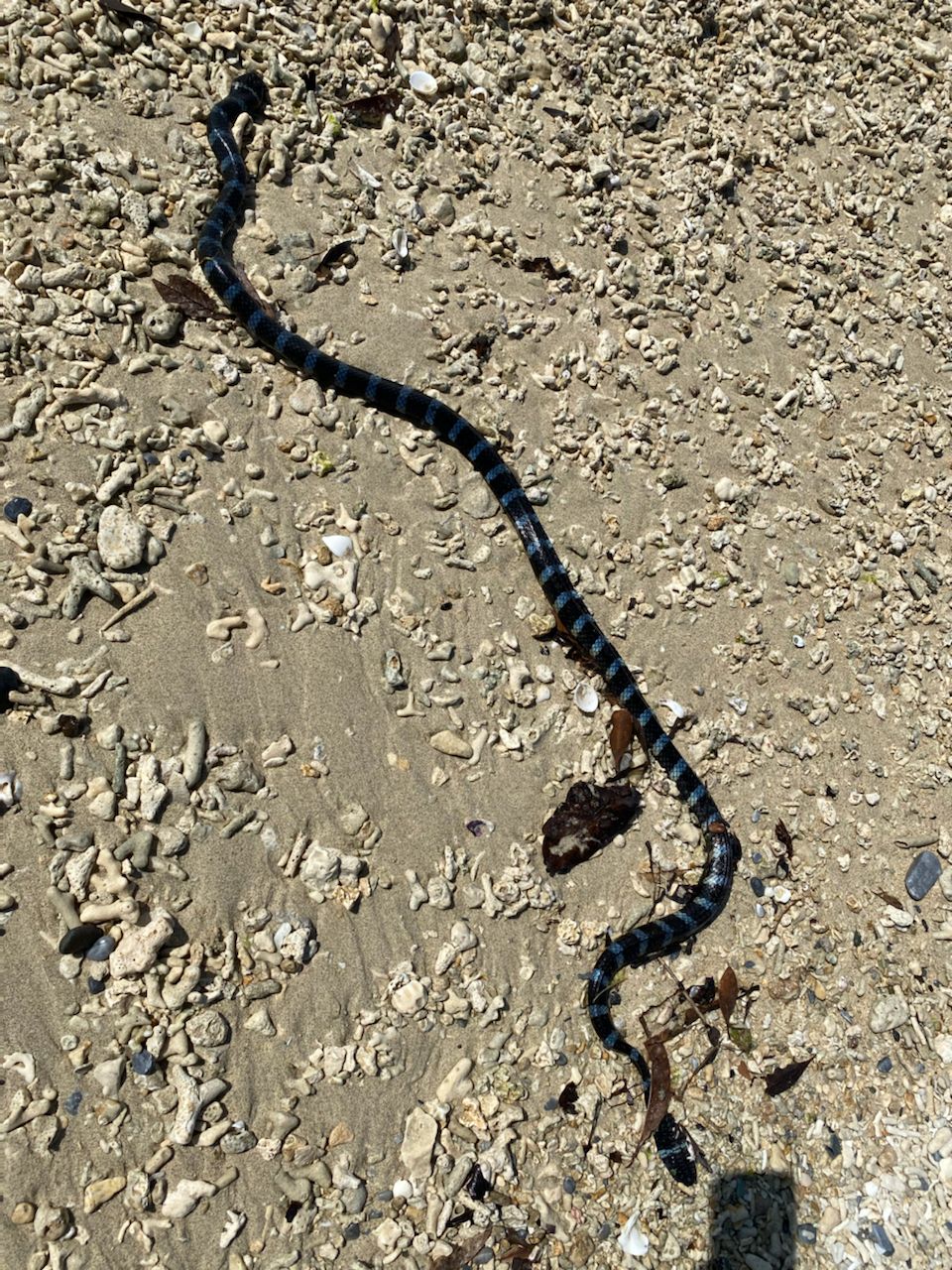 ウミヘビ