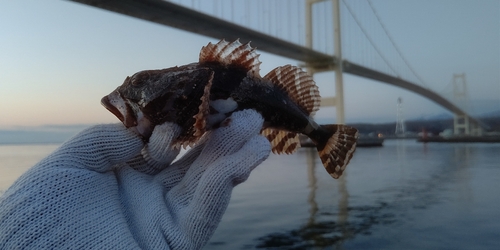 カジカの釣果