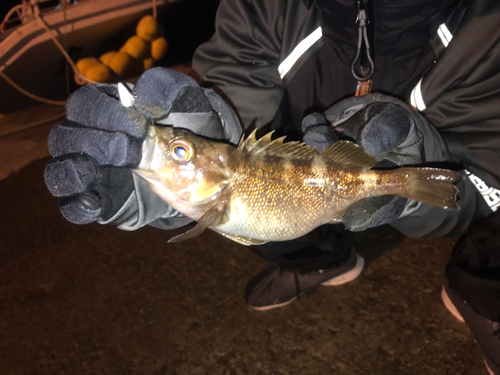 エゾメバルの釣果