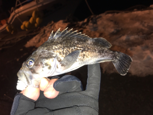 クロソイの釣果