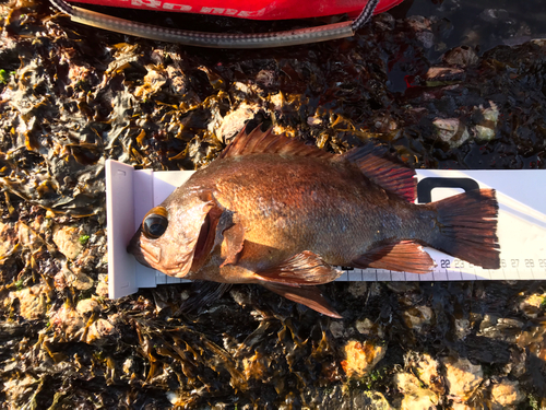 アカメバルの釣果