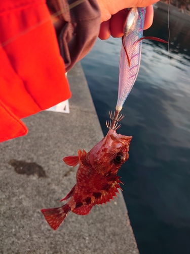 アラカブの釣果