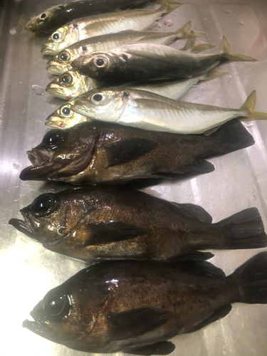 アジの釣果