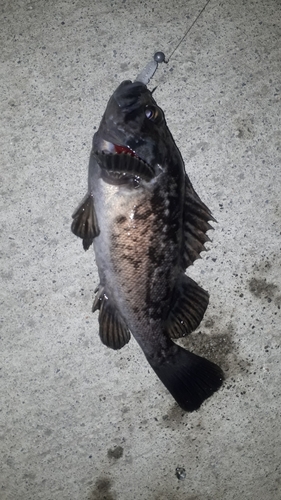 クロソイの釣果