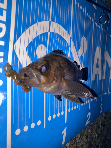 メバルの釣果