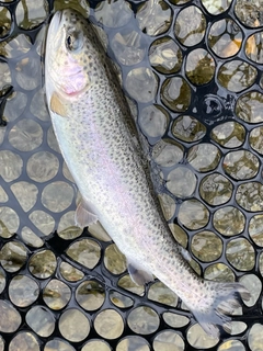 ニジマスの釣果