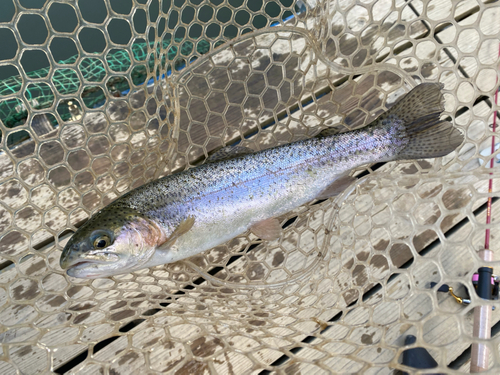 ニジマスの釣果