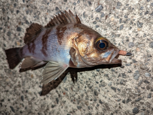 メバルの釣果