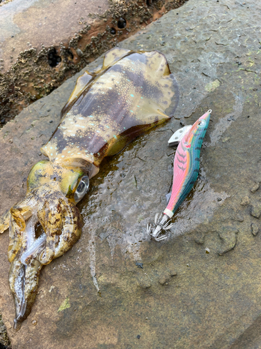 アオリイカの釣果