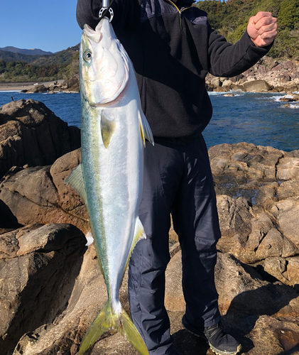 ブリの釣果