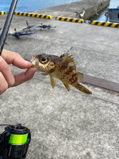 メバルの釣果