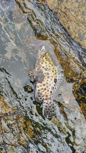 ヒトミハタの釣果