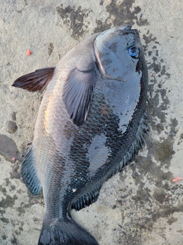 メジナの釣果