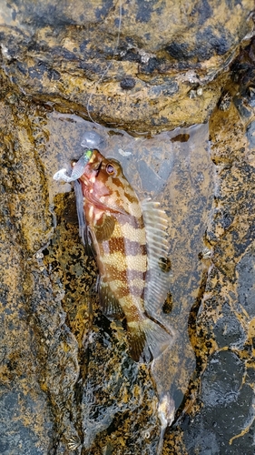 シモフリハタの釣果