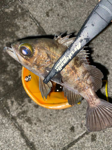 クロメバルの釣果