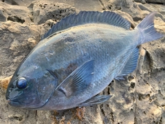 メジナの釣果