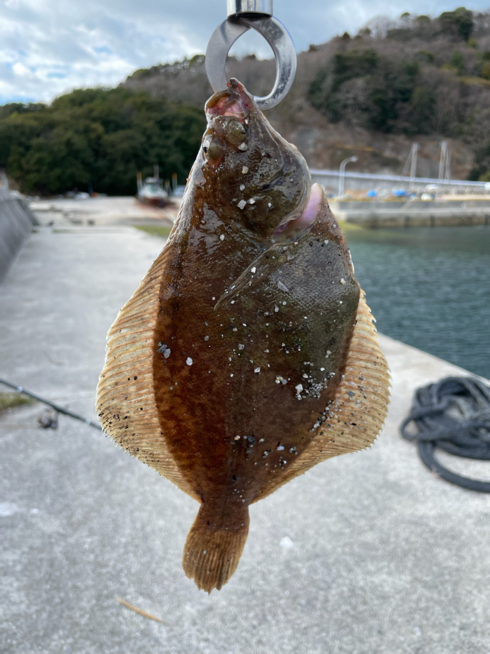 カレイ