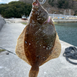 カレイ