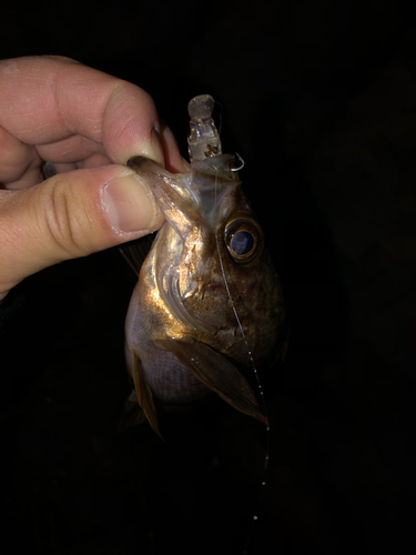 クロメバルの釣果