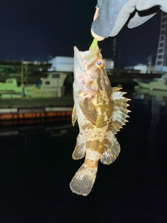 カサゴの釣果