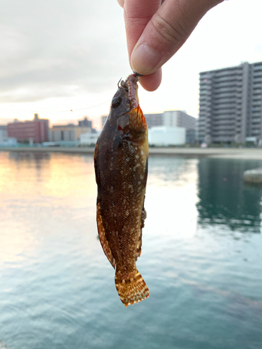 アイナメの釣果