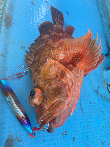 ウッカリカサゴの釣果