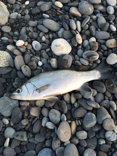 ヒラスズキの釣果