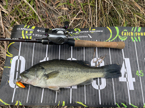 ブラックバスの釣果