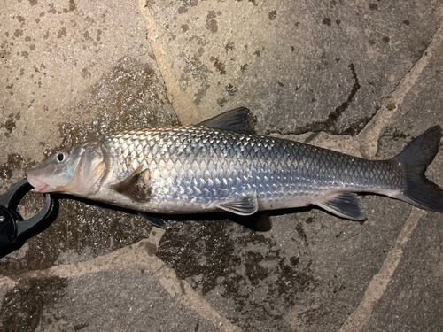 ニゴイの釣果