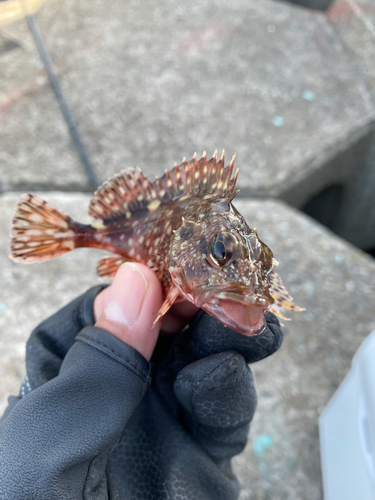 カサゴの釣果