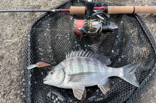 チヌの釣果