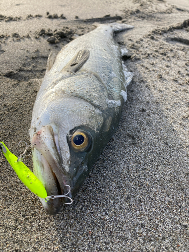 スズキの釣果