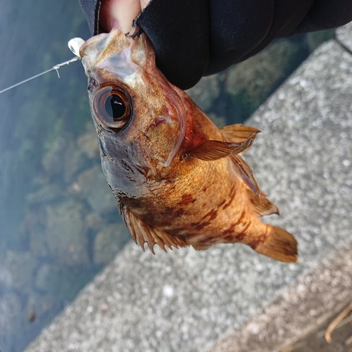 メバルの釣果