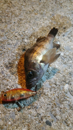 シロメバルの釣果
