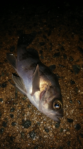 シロメバルの釣果