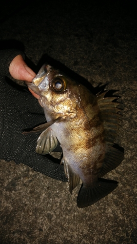 シロメバルの釣果