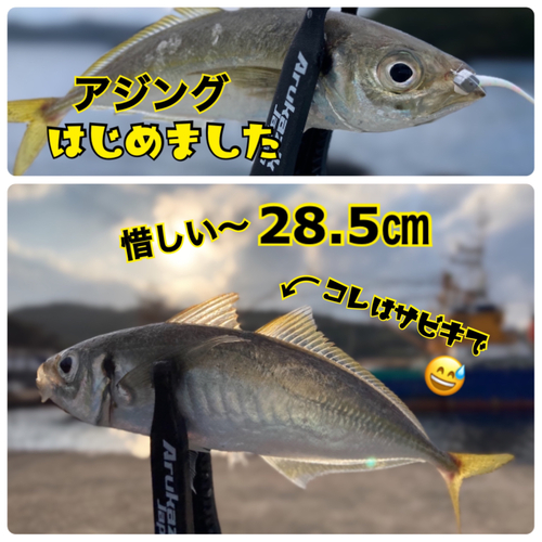 アジの釣果