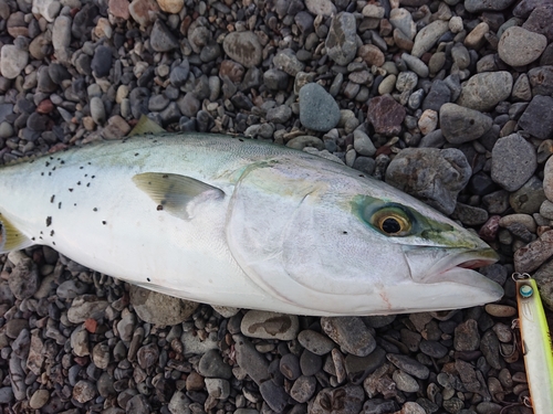 ハマチの釣果