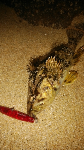 タケノコメバルの釣果