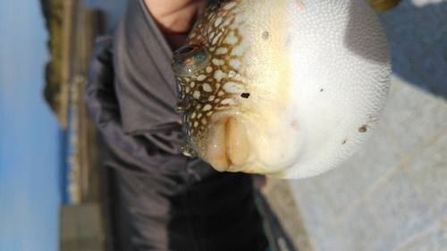 クサフグの釣果