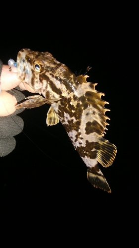 タケノコメバルの釣果