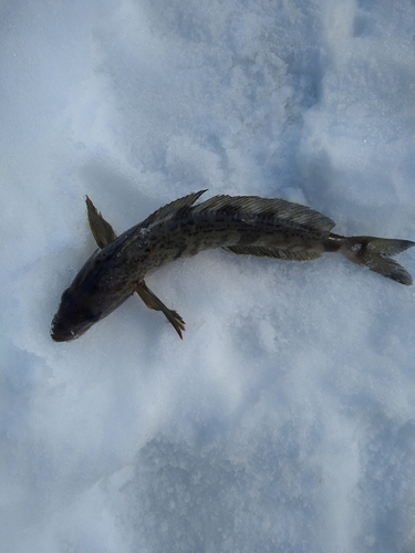 ホッケの釣果