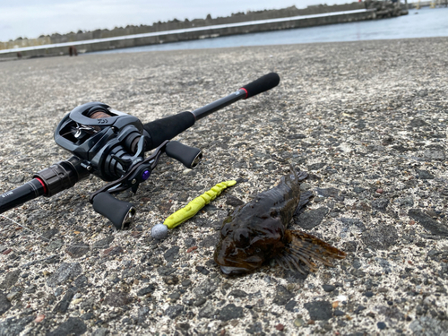 カジカの釣果