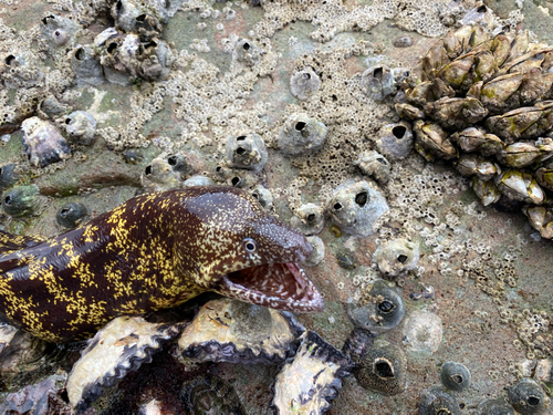 ウツボの釣果