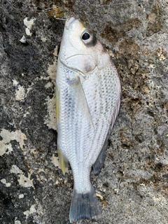 ホシミゾイサキの釣果