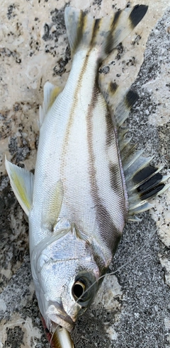 コトヒキの釣果