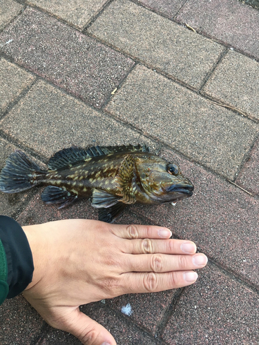 ムラソイの釣果