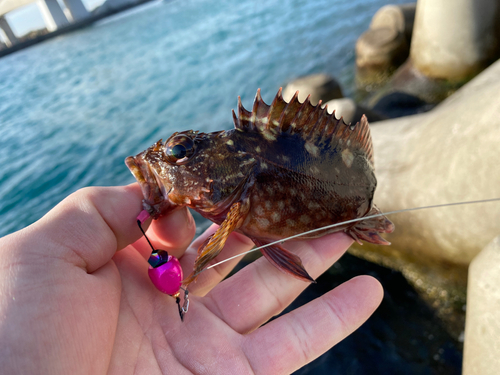 カサゴの釣果