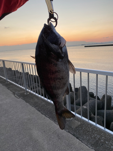 クロダイの釣果