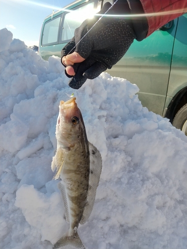 ホッケの釣果